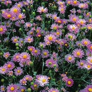 Image of Lessingia filaginifolia 'Silver Carpet'