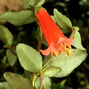 Image of Correa 'Orange'