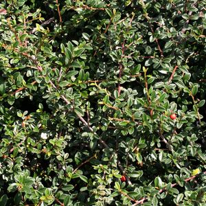 Image of Cotoneaster dammeri 'Coral Beauty'