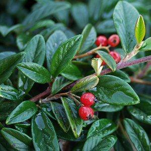 Image of Cotoneaster salicifolius 'Repens'