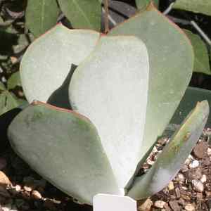 Image of Cotyledon orbiculata 'Rhodes'