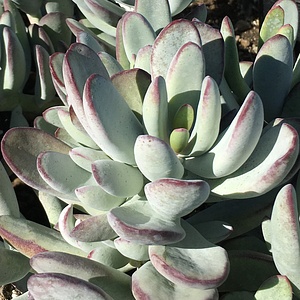 Image of Cotyledon orbiculata 'Silver Peak'