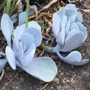 Image of Cotyledon orbiculata 'White Platter'