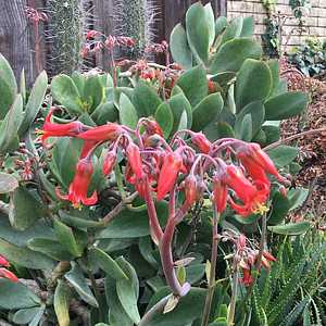 Image of Cotyledon orbiculata 'Winter Red'