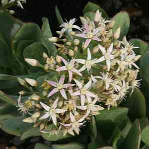 Image of Crassula 'Blue Bird'