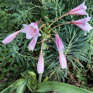 Image of Crinum bulbispermum