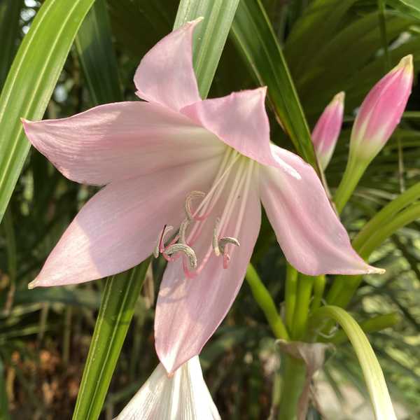 Image of Crinum moorei