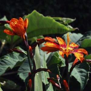 Image of Crocosmia 'Emily Mckenzie'