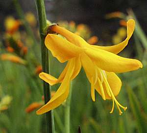 Image of Crocosmia x crocosmiiflora 'George Davidson'