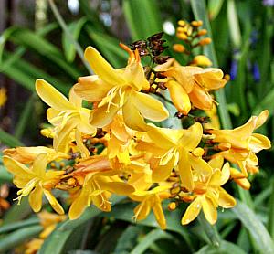 Image of Crocosmia x crocosmiiflora 'Solfatare'