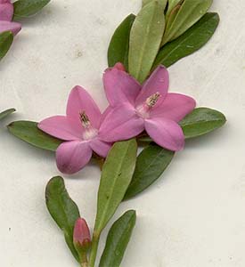 Image of Crowea 'Pink Star'