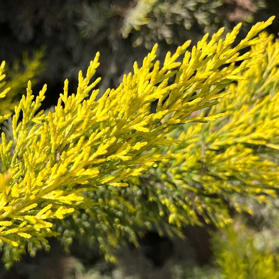 Image of Cupressus macrocarpa 'Lemon Yellow'
