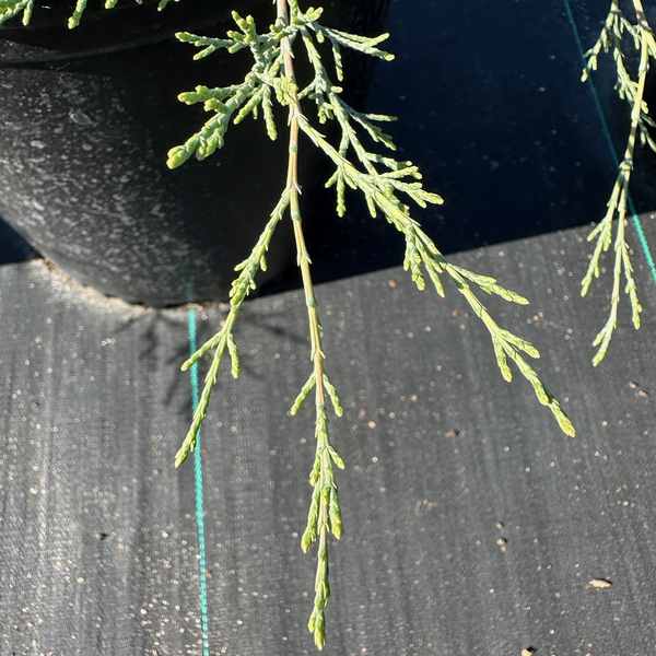 Image of Cupressus stephensonii