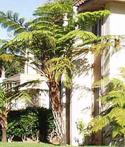 Image of Cyathea cooperi 'Brentwood'