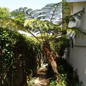 Image of Cyathea cooperi