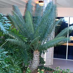 Image of Cycas thouarsii