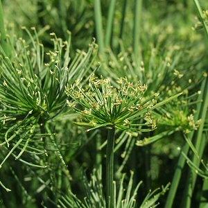 Image of Cyperus prolifer