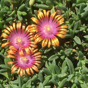 Image of Delosperma Fire Spinner ['P001S']