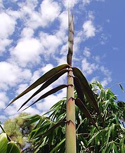 Image of Dendrocalamus asper