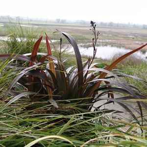 Image of Dianella tasmanica Blaze ['NPW2'] PP23,084