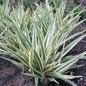 Image of Dianella tasmanica 'Silver Streak'