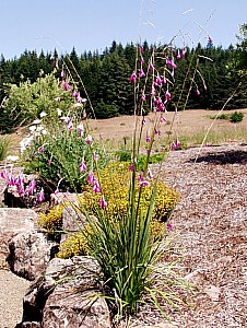 Image of Dierama pendulum