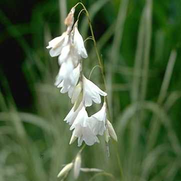 Image of Dierama pendulum 'Album'