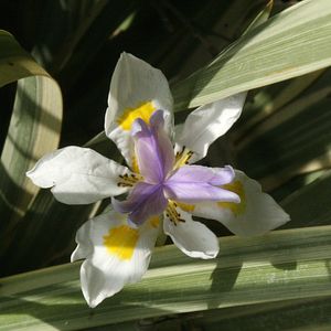 Image of Dietes grandiflora 'Variegata'