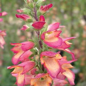 Image of Digitalis 'Illumination Flame' [Digiplexis]