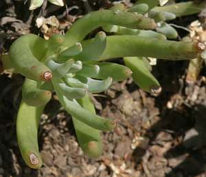 Image of Dudleya edulis