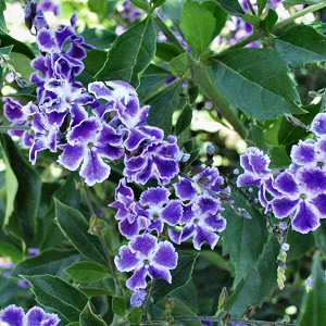 Image of Duranta erecta 'Sapphire Showers'