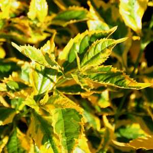 Image of Duranta erecta 'Golden Edge'