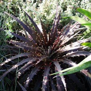 Image of Dyckia 'Cactus Ranch Red'
