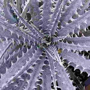 Image of Dyckia 'Silver Superstar'