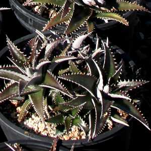 Image of Dyckia platyphylla