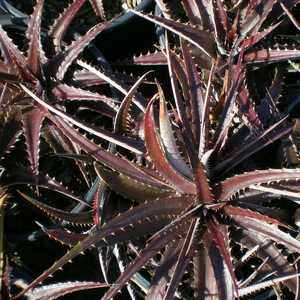 Image of Dyckia 'Red Devil'