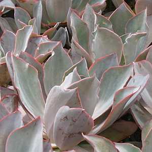 Image of Echeveria 'Afterglow'