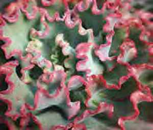 Image of Echeveria gibbiflora 'Ursa Minor'