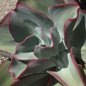 Image of Echeveria gigantea