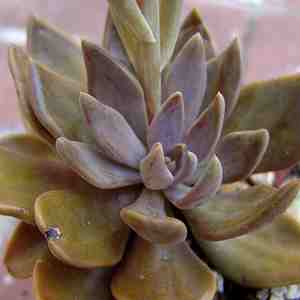 Image of Echeveria trianthina