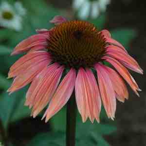 Image of Echinacea 'Katie Saul' PP18,783