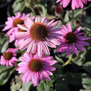 Image of Echinacea purpurea 'Magnus'