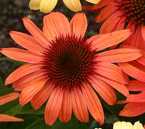 Echinacea 'Sunset' PP16,424 at San Marcos Growers