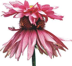 Image of Echinacea purpurea 'Doppelganger'