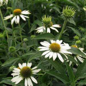 Image of Echinacea purpurea 'White Swan'