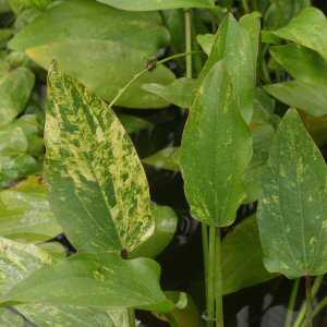 Image of Echinodorus cordifolius 'Marble Queen'