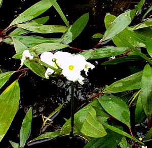 Image of Echinodorus uruguayensis