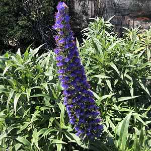 Image of Echium candicans 'Goleta Beach'