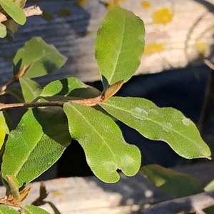 Image of Elaeagnus multiflora