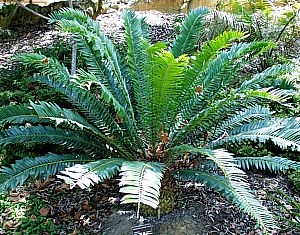 Image of Encephalartos altensteinii